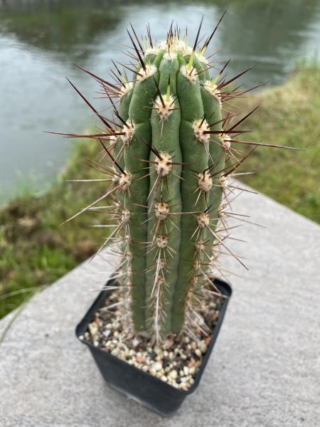 Trichocereus fulvilanus